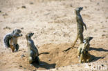 Slender-tailed meerkat (Suricata suricata)