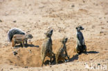 Slender-tailed meerkat (Suricata suricata)