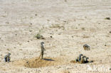 Slender-tailed meerkat (Suricata suricata)