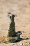 Slender-tailed meerkat (Suricata suricata)