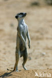 Slender-tailed meerkat (Suricata suricata)