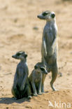 Slender-tailed meerkat (Suricata suricata)