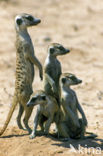 Slender-tailed meerkat (Suricata suricata)