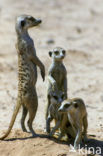 Slender-tailed meerkat (Suricata suricata)