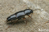 Tachinus signatus