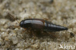 Tachyporus pusillus