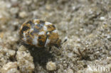 varied carpet beetle (Anthrenus verbasci)