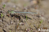 Tengere grasjuffer (Ischnura pumilio)