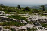 The Burren