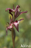 Tongue Orchid (Serapias lingua)