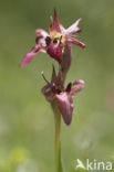 Tongue Orchid (Serapias lingua)