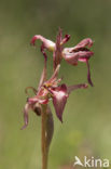 Tongue Orchid (Serapias lingua)