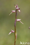 Tongue Orchid (Serapias lingua)