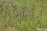 Tongue Orchid (Serapias lingua)