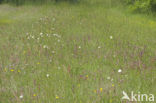 Tongue Orchid (Serapias lingua)