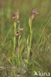 Tongorchis (Serapias lingua)