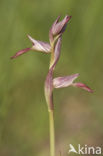 Tongorchis (Serapias lingua)