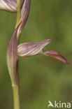 Tongorchis (Serapias lingua)