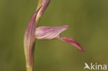 Tongorchis (Serapias lingua)