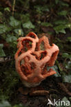 Traliestinkzwam (Clathrus ruber)