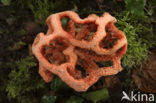 Traliestinkzwam (Clathrus ruber)