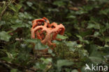 Traliestinkzwam (Clathrus ruber)