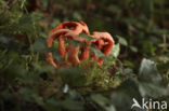 Traliestinkzwam (Clathrus ruber)