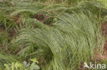 Quaking-grass Sedge (Carex brizoides)
