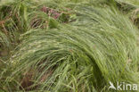 Quaking-grass Sedge (Carex brizoides)