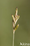 Quaking-grass Sedge (Carex brizoides)