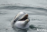 Tuimelaar (Tursiops truncatus) 