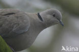 Turkse Tortel (Streptopelia decaocto)