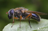 Tweekleurig gitje (Cheilosia albipila)