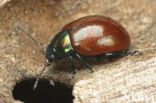 Chrysolina polita