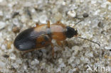 Beetle (Stenolophus teutonus)