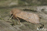 Tweestreepvoorjaarsuil (Orthosia cerasi)