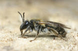 Valse rozenzandbij (Andrena helvola)