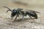 Valse rozenzandbij (Andrena helvola)