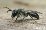 Andrena helvola