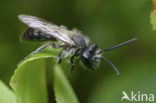 Valse rozenzandbij (Andrena helvola)