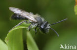Andrena helvola