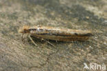 Variabele Spitskopmot (Ypsolopha ustella)