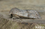 Clouded Drab (Orthosia incerta)