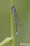 Variabele waterjuffer (Coenagrion pulchellum)