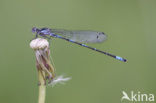 Variabele waterjuffer (Coenagrion pulchellum)