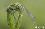 Variable Damselfly (Coenagrion pulchellum)