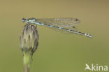 Variable Damselfly (Coenagrion pulchellum)