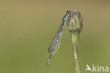 Variable Damselfly (Coenagrion pulchellum)