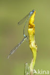 Variable Damselfly (Coenagrion pulchellum)