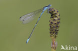 Variable Damselfly (Coenagrion pulchellum)